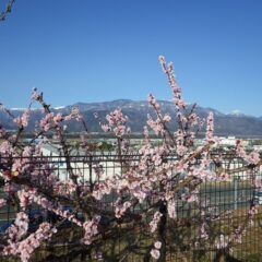 アプリコットの花が満開になりましたが暴風で散り始めています