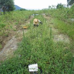 炎天下の作業はいつまでつづくことやら・・・・・