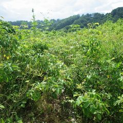 ローズ畑はジャングル状態、除草するための通路すらわからなくなっています