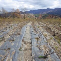 除草した雑草の清掃作業も終わり静かに剪定が始まるのを待っています