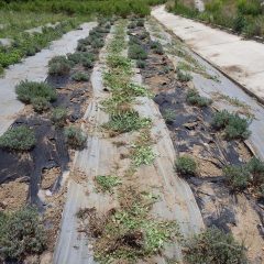 除草が終わって綺麗になった畑