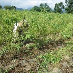 株元の雑草を綺麗に除草して仕上げます