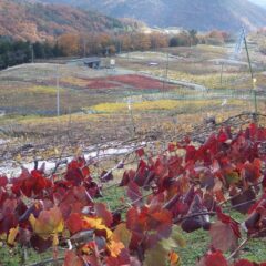 農場の下に広がる葡萄畑が紅葉のモザイク模様を描いています