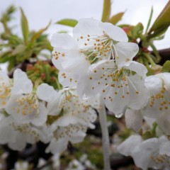 サクランボの花は満開になりましたが冷たい雨が続き受粉出来るか心配です