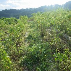 何とかローズの姿が見えるようになり通路も確保できました