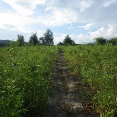 除草作業はまだまだ続きます