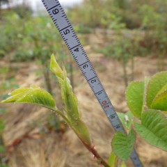 事務局前のローズは茎が25cmほど伸びています