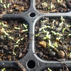 一斉に発芽しました