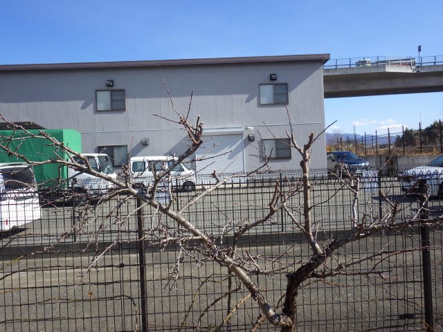 アーモンド剪定 Nard Japan ナード アロマテラピー協会