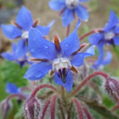 ボリジの花も雨に打たれています