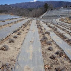 このラベンダー畑の剪定作業終了