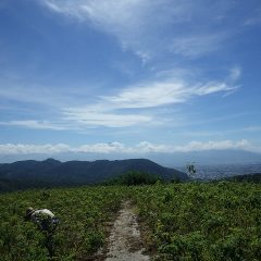 真夏の暑さが戻ってきたローズ畑