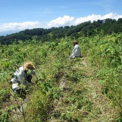 炎天下でローズ畑の除草作業が続けられています