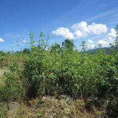 背丈より高く伸びた雑草に覆われたローズ畑