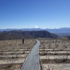 ローズ畑では暴風が吹き荒れる中で清掃作業中