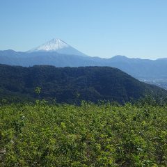 冬場れのローズ畑には雪化粧した富士山が現れました