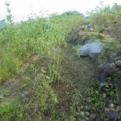 一列目の除草作業終了