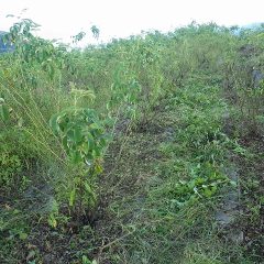 二列目の除草作業開始