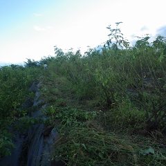 夕方まで除草作業は続けられました