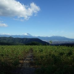 ご褒美でしょうか、夕方に富士山が雲の間から顔を出しました