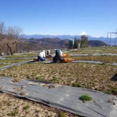 カモマイル・ジャーマンの除草作業も続いています