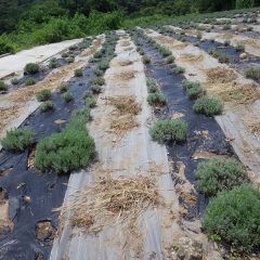 除草の終わったラベンダー畑