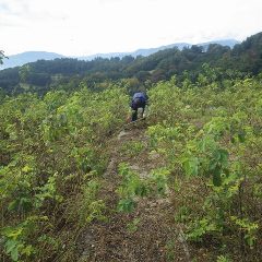 ローズ畑では除草作業が続いています