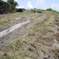 甲府は35℃を超える猛暑日を記録、抜いた草も直ぐに干し草状態になってしまいます