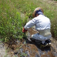 朝から30℃を超える中での過酷な作業です