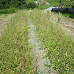 カモマイル・ジャーマン畑は草に埋もれての除草作業中です