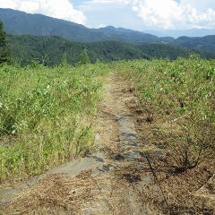 除草したローズ畑とこれから除草する畑の境目