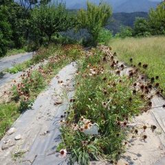 エキナセアの花柄切り