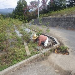 這いつくばって根元に生えている雑草を取っていきます