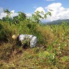 9月なのに猛暑日なったローズ畑での除草作業