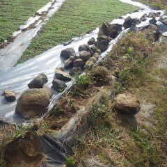 石垣の間から生えている雑草を石をどかして除草します