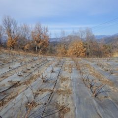 綺麗に片付けられたローズ畑