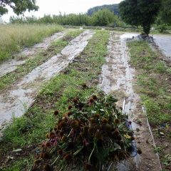 来年も綺麗な花を咲かせてもらう為の作業です