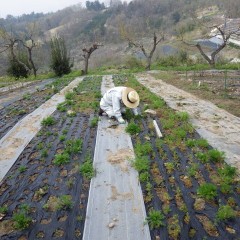 カモマイル・ジャーマン畑では除草作業中