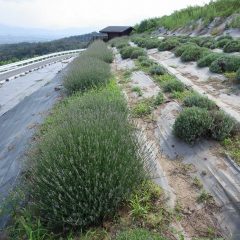 急な雷雨で作業を中断していたラベンダー・スーパーの花柄切り