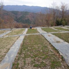 カモマイル・ジャーマン畑では除草作業が続いています