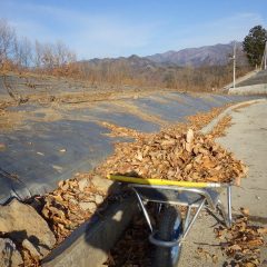 落ち葉を廃棄