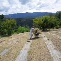 カモマイル・ジャーマン畑の除草した草の後片付け