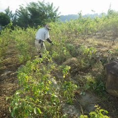 除草作業は日が傾くまで続いています