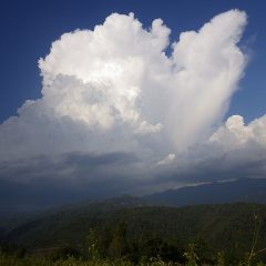 作業終了間際には雷鳴と共に入道雲がモクモクと立ち上がり始め、道具を片付けて帰る頃には夕立が降り始めました