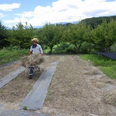 除草した草はこの暑さで干し草になっています