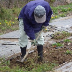 こちらはエキナセアの除草作業中