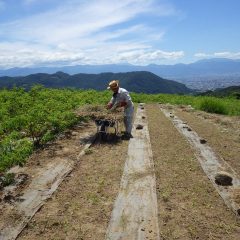 甲府は37℃の猛暑日を記録、人間も干物になりそうです