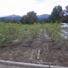 夕方までに除草作業はここまで進みました