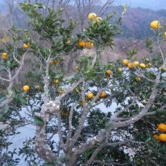 すっきり！　これで怪我無く収穫出来そうです