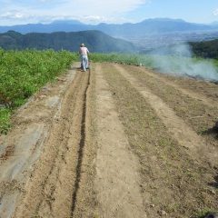 固くなった畑の土に空気を混ぜ込む作業です